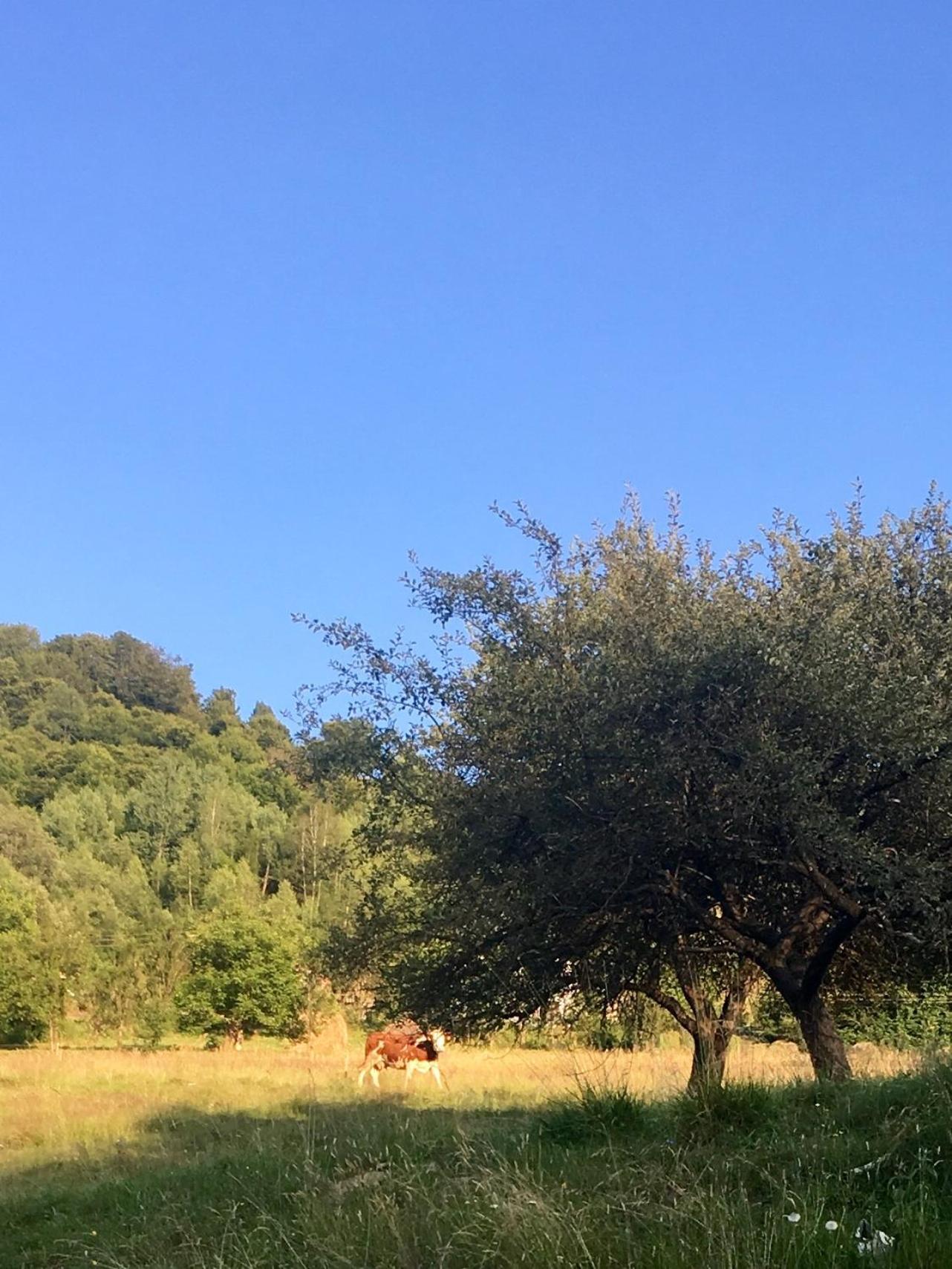 Cabana Baraj Apuseni Mountains Mihoesti Kültér fotó